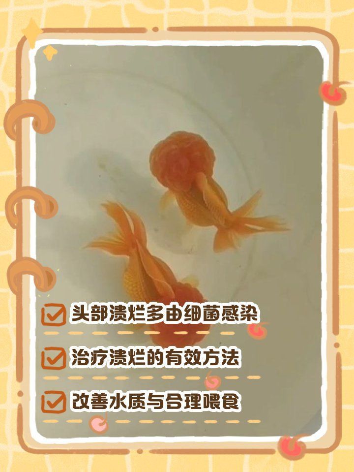 金魚頭部潰爛圖片