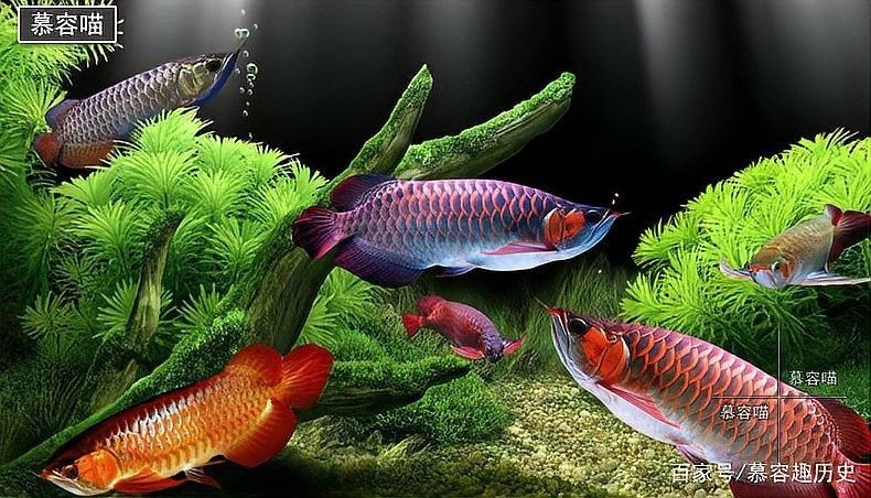 金龍魚繁殖一次產多少卵？