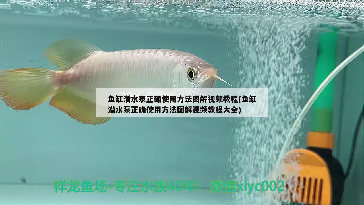 魚缸潛水泵正確使用方法圖解視頻教程(魚缸潛水泵正確使用方法圖解視頻教程大全)