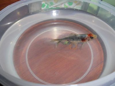 龍魚鰭上長白疙瘩怎么辦：龍魚鰭上長白疙瘩是怎么回事 龍魚鰭上長白疙瘩怎么辦：龍魚鰭上長白疙瘩是怎么回事 龍魚百科 第2張