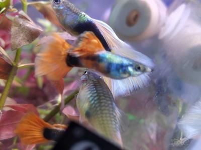 龍魚鰭上長白疙瘩怎么辦：龍魚鰭上長白疙瘩是怎么回事 龍魚鰭上長白疙瘩怎么辦：龍魚鰭上長白疙瘩是怎么回事 龍魚百科 第4張