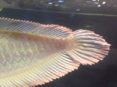 龍魚鰭上長白疙瘩怎么辦：龍魚鰭上長白疙瘩是怎么回事 龍魚鰭上長白疙瘩怎么辦：龍魚鰭上長白疙瘩是怎么回事 龍魚百科 第3張