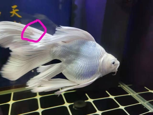 龍魚鰭上長白疙瘩怎么辦：龍魚鰭上長白疙瘩是怎么回事 龍魚鰭上長白疙瘩怎么辦：龍魚鰭上長白疙瘩是怎么回事 龍魚百科 第1張