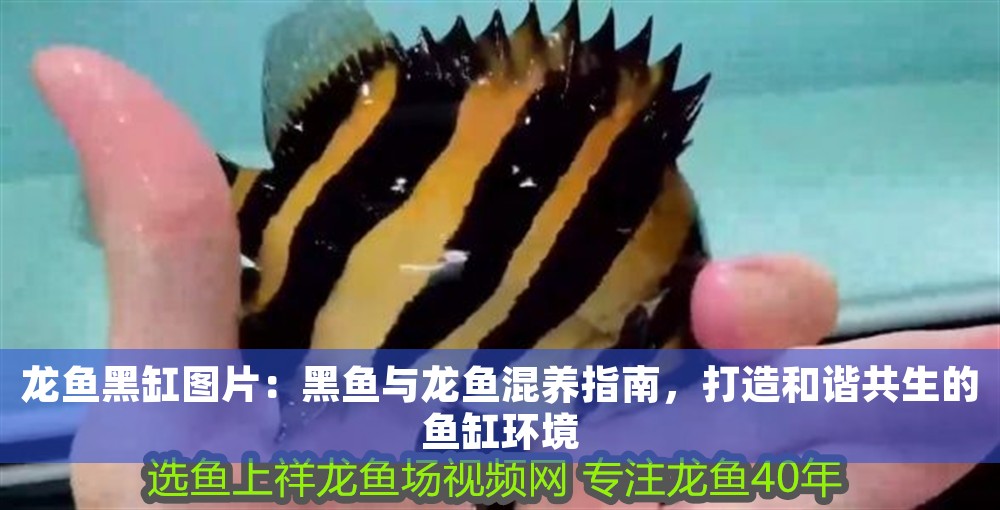 龍魚黑缸圖片：黑魚與龍魚混養指南，打造和諧共生的魚缸環境