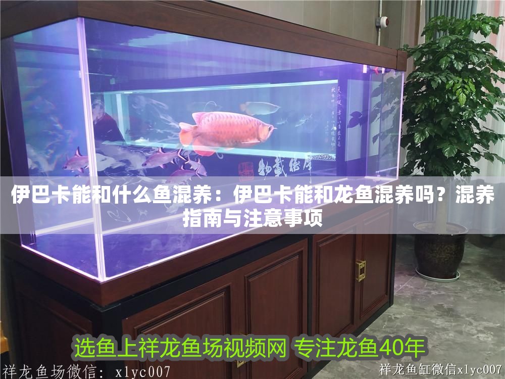 伊巴卡能和什么魚混養(yǎng)：伊巴卡能和龍魚混養(yǎng)嗎？混養(yǎng)指南與注意事項 伊巴卡能和什么魚混養(yǎng)：伊巴卡能和龍魚混養(yǎng)嗎？混養(yǎng)指南與注意事項 龍魚百科 第1張