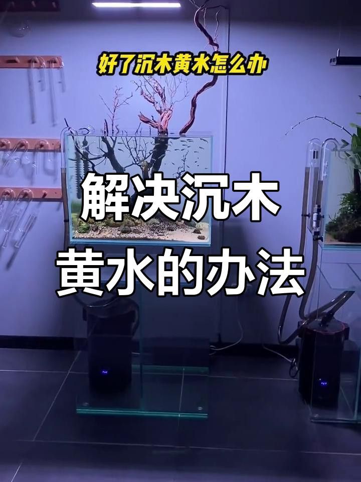 沉木需要多久清洗一次