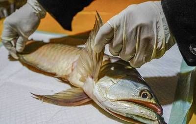 養死的金龍魚可以吃嗎（自家養死的金龍魚可以吃但不建議這樣做，對人體有害） 養死的金龍魚可以吃嗎（自家養死的金龍魚可以吃但不建議這樣做，對人體有害） 龍魚百科 第5張