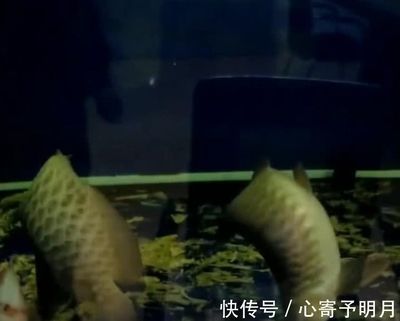 養死的金龍魚可以吃嗎（自家養死的金龍魚可以吃但不建議這樣做，對人體有害） 養死的金龍魚可以吃嗎（自家養死的金龍魚可以吃但不建議這樣做，對人體有害） 龍魚百科 第1張