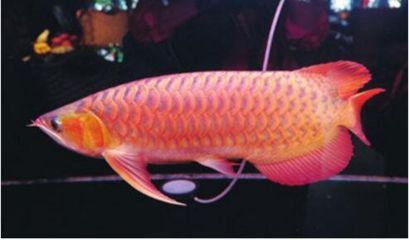 養死的金龍魚可以吃嗎（自家養死的金龍魚可以吃但不建議這樣做，對人體有害） 養死的金龍魚可以吃嗎（自家養死的金龍魚可以吃但不建議這樣做，對人體有害） 龍魚百科 第4張