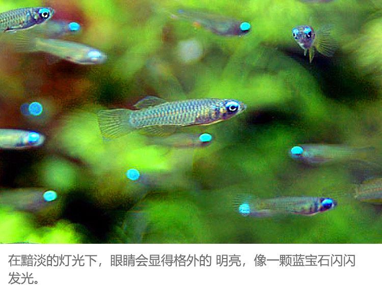 常見觀賞魚圖片及名稱圖片：常見觀賞魚圖片及名稱 常見觀賞魚圖片及名稱圖片：常見觀賞魚圖片及名稱 龍魚百科 第3張