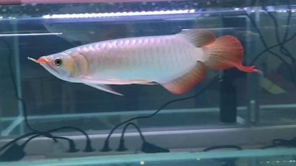 30公分紅龍魚表現