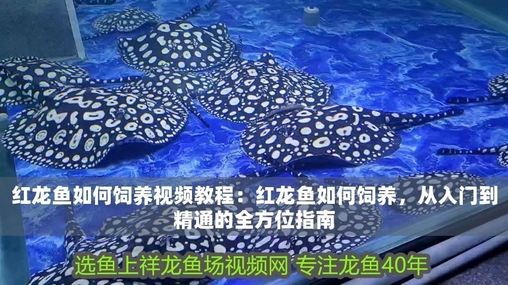 紅龍魚(yú)如何飼養(yǎng)視頻教程：紅龍魚(yú)如何飼養(yǎng)，從入門到精通的全方位指南