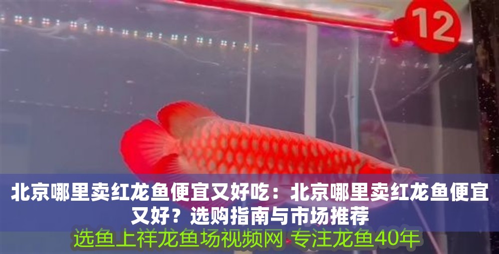 北京哪里賣紅龍魚便宜又好吃：北京哪里賣紅龍魚便宜又好？選購指南與市場推薦