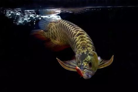 龍魚有時候在缸底不動是為什么：為什么龍魚有時候在缸底不動？