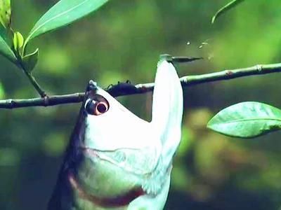 龍魚缸多高合適：龍魚缸的最佳高度應該在80cm左右，如何選擇適合龍魚的魚缸尺寸
