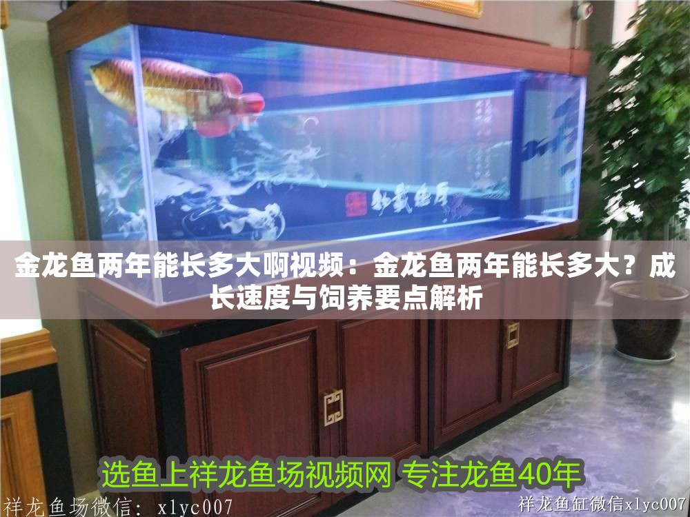 金龍魚(yú)兩年能長(zhǎng)多大啊視頻：金龍魚(yú)兩年能長(zhǎng)多大？成長(zhǎng)速度與飼養(yǎng)要點(diǎn)解析
