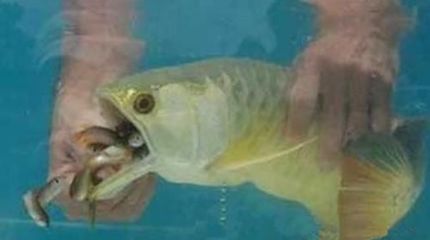 金龍魚吃飼料能長(zhǎng)大嗎：關(guān)于金龍魚吃飼料能否長(zhǎng)大的詳細(xì)分析金龍魚吃飼料能否長(zhǎng)大