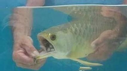 金龍魚吃飼料能長(zhǎng)大嗎：關(guān)于金龍魚吃飼料能否長(zhǎng)大的詳細(xì)分析金龍魚吃飼料能否長(zhǎng)大
