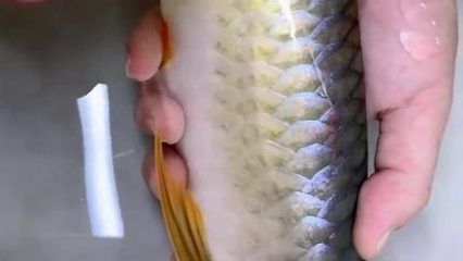 龍魚(yú)長(zhǎng)寄生蟲(chóng)怎么治療最好的方法：龍魚(yú)長(zhǎng)寄生蟲(chóng)怎么辦