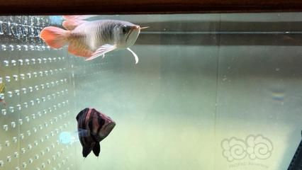 龍魚發貨前停食多少天：龍魚發貨前停食多少天龍魚發貨前停食兩三天 龍魚發貨前停食多少天：龍魚發貨前停食多少天龍魚發貨前停食兩三天 龍魚百科 第3張