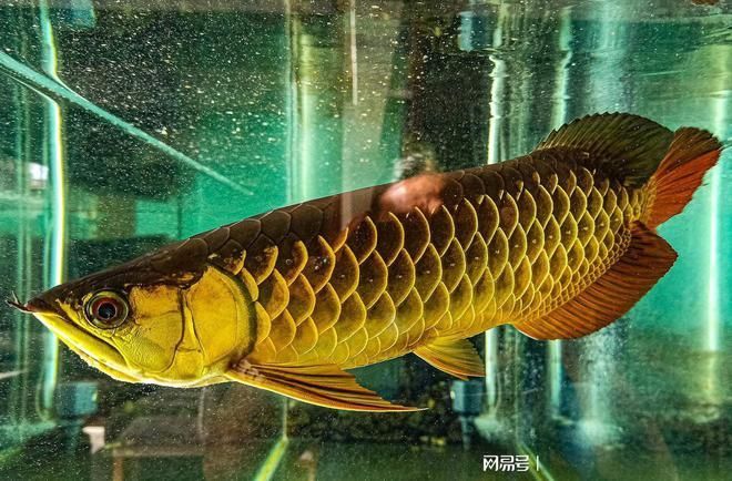 龍魚之家和一遇龍魚哪個好（龍魚之家和一遇龍魚哪個好,）