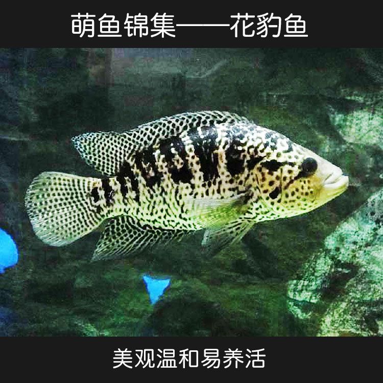 龍魚之家和一遇龍魚哪個好（龍魚之家和一遇龍魚哪個好,）