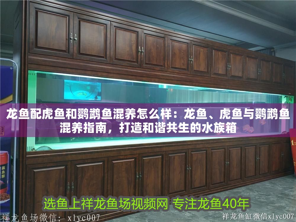 龍魚配虎魚和鸚鵡魚混養怎么樣：龍魚、虎魚與鸚鵡魚混養指南，打造和諧共生的水族箱