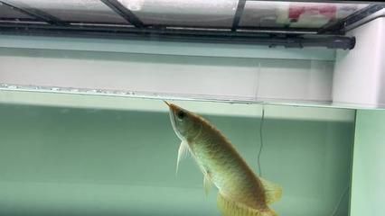 龍魚(yú)能長(zhǎng)幾年的魚(yú)苗 龍魚(yú)能長(zhǎng)幾年的魚(yú)苗 龍魚(yú)百科 第1張