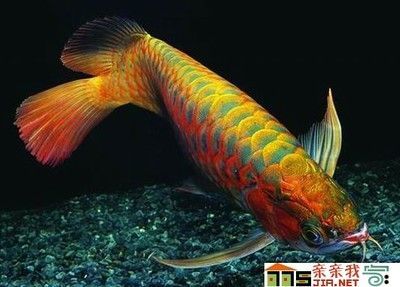 天價紅龍魚500萬是真的嗎嗎：天價紅龍魚500萬是真實的嗎？