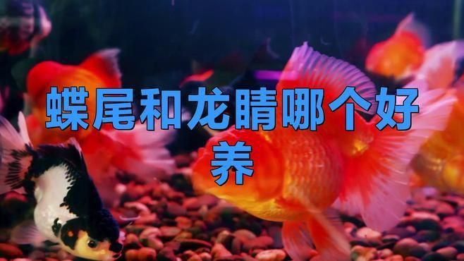 龍睛和蝶尾哪個(gè)更適合新手