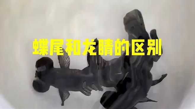 龍睛和蝶尾哪個更適合新手