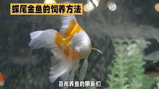 龍睛和蝶尾哪個更適合新手