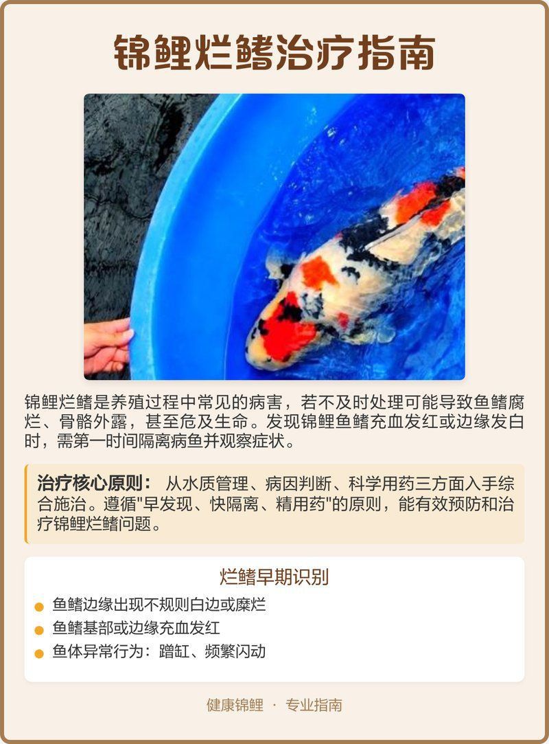 如何判斷錦鯉爛鰭的嚴重程度？