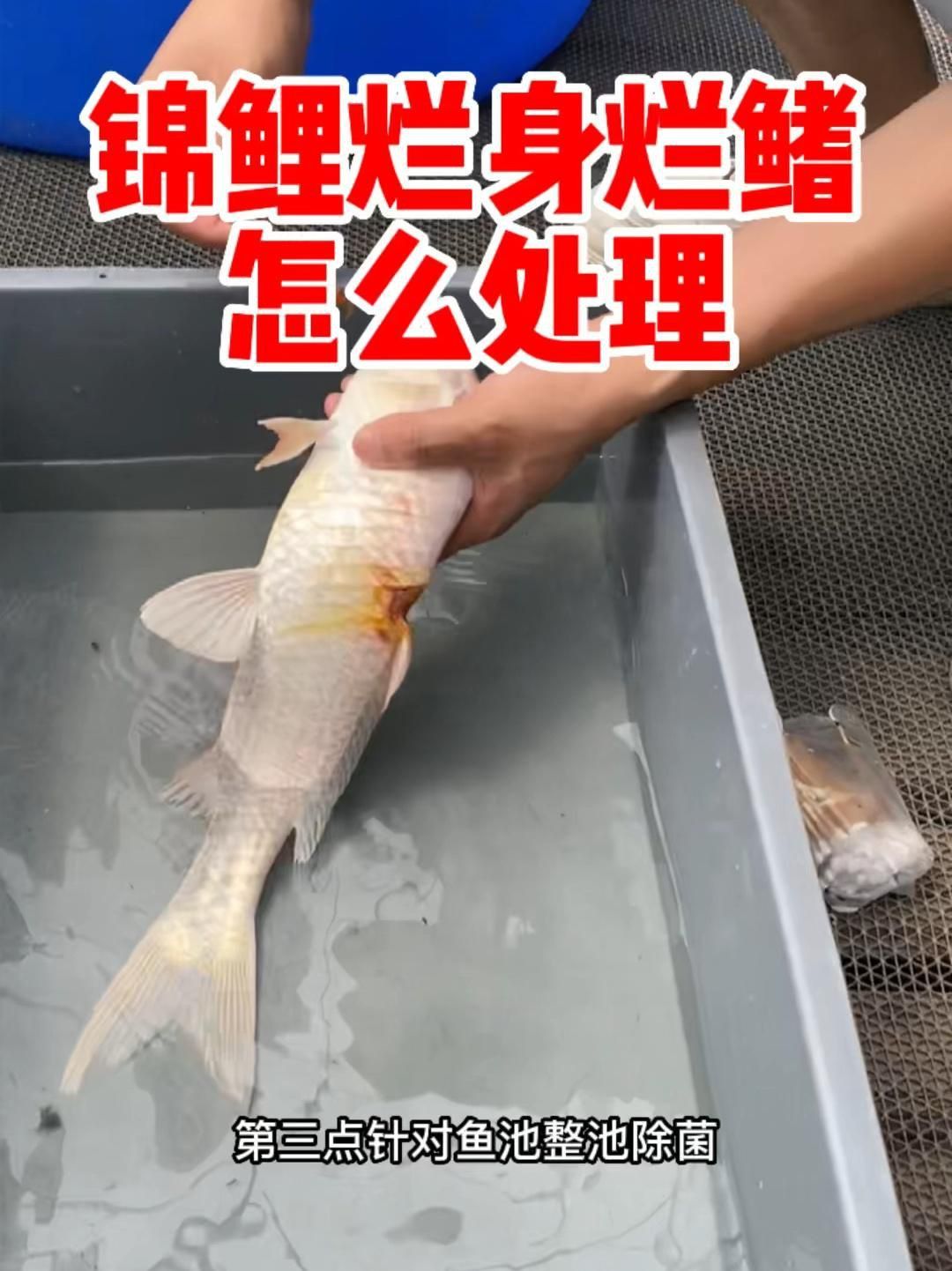 如何判斷錦鯉爛鰭的嚴(yán)重程度？