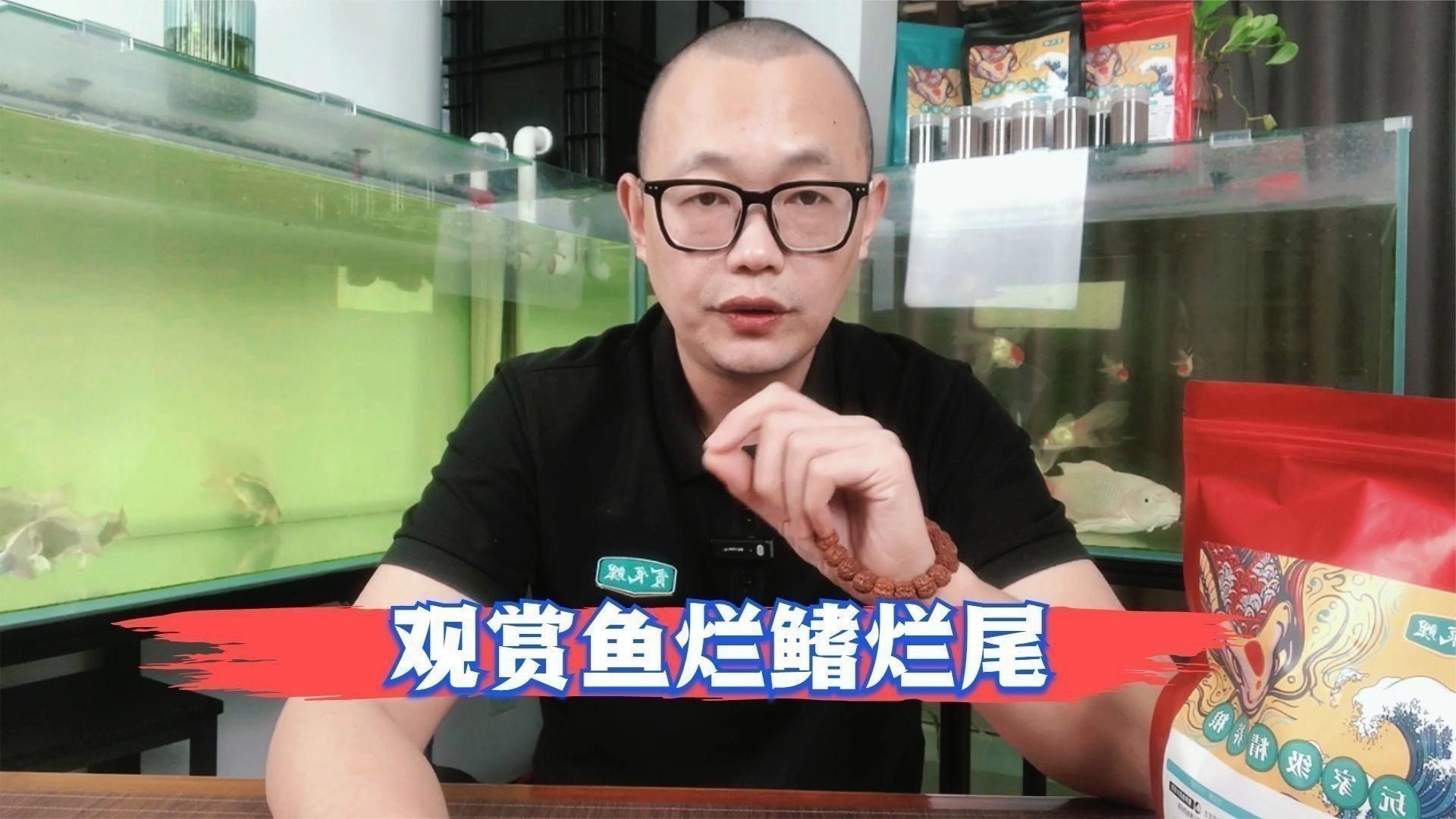 如何判斷錦鯉爛鰭的嚴(yán)重程度？