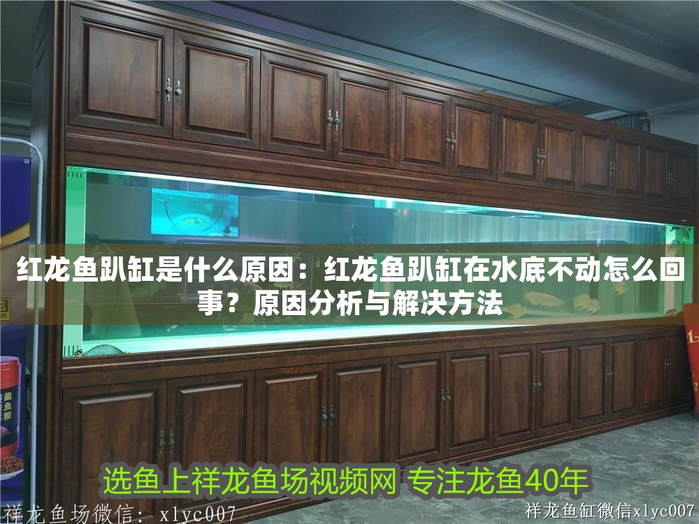 紅龍魚趴缸是什么原因：紅龍魚趴缸在水底不動怎么回事？原因分析與解決方法