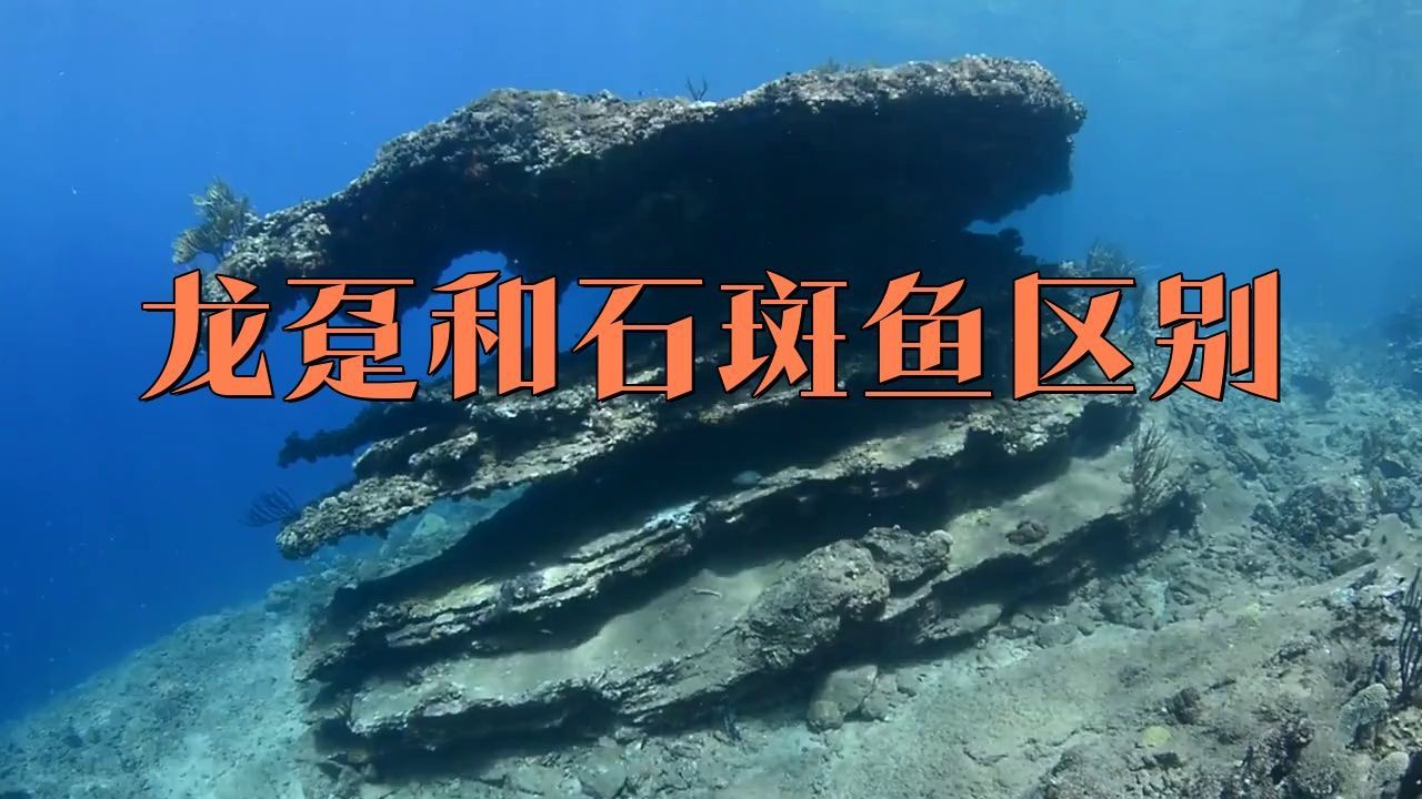龍躉是石斑嗎