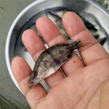 如何判斷桂魚(yú)苗的質(zhì)量？