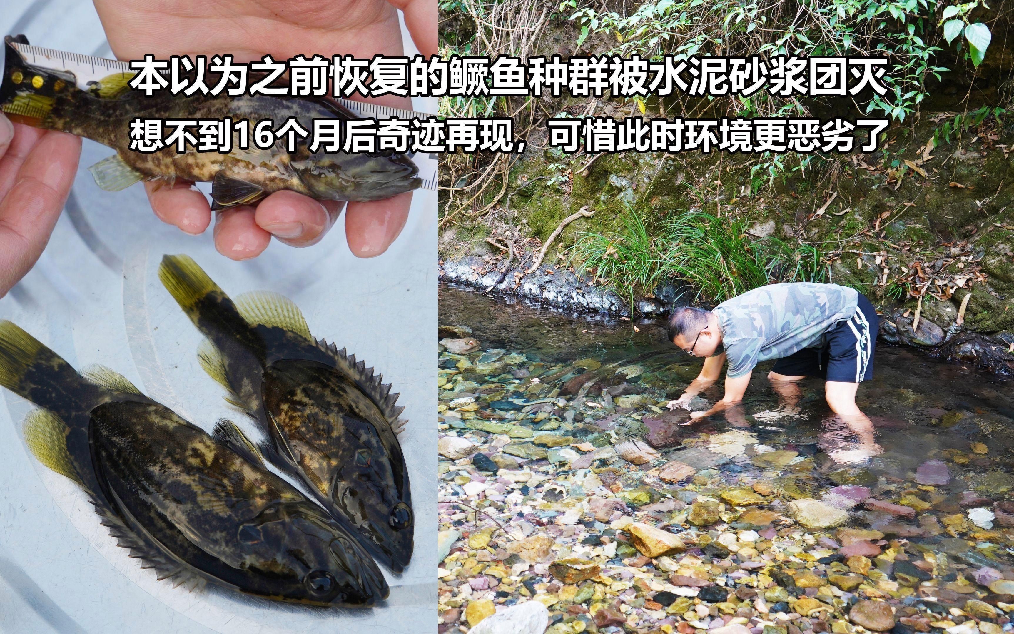 如何判斷桂魚(yú)苗的質(zhì)量？