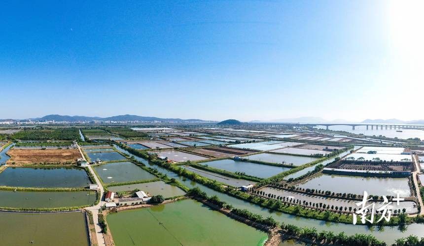 龍魚市場哪個品牌口碑最好？ 龍魚市場哪個品牌口碑最好？ 龍魚百科 第5張