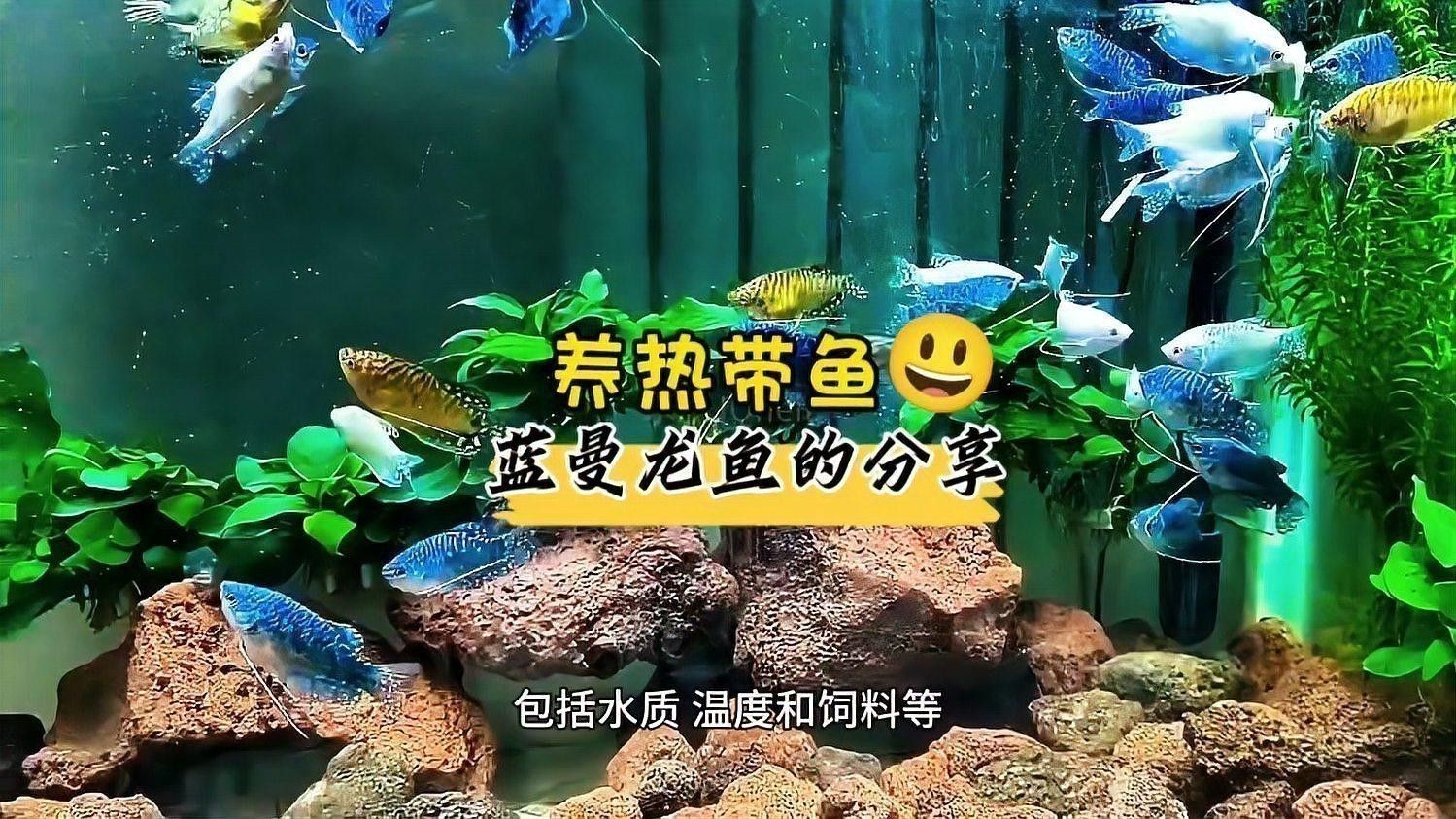 藍曼龍魚好養活嗎？