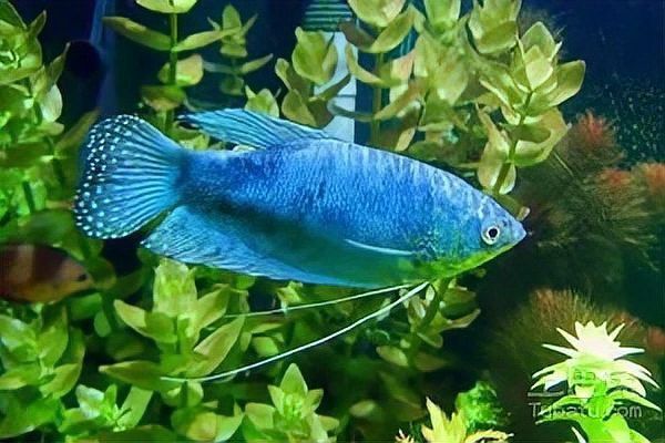 藍曼龍魚好養活嗎？