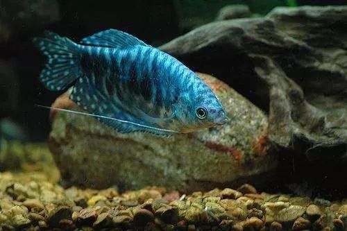 藍曼龍魚好養活嗎？