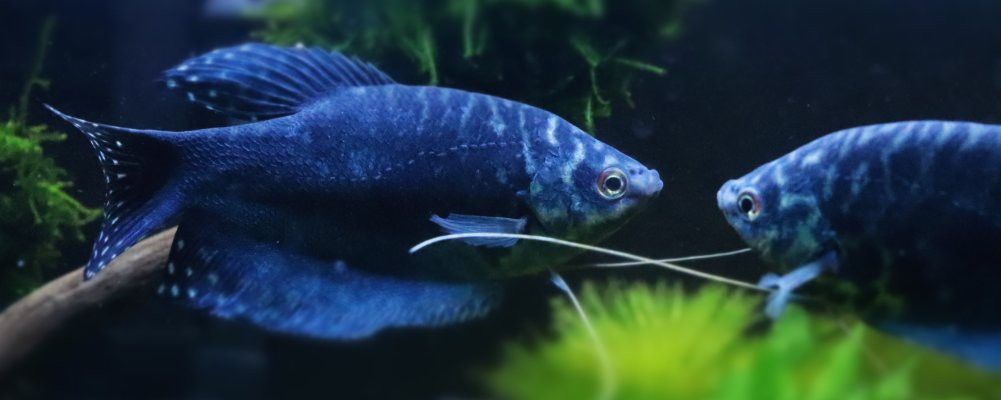 藍曼龍魚好養活嗎？