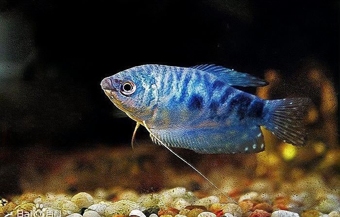 藍曼龍魚好養活嗎？