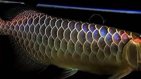 給我一張過背龍魚品種的圖片