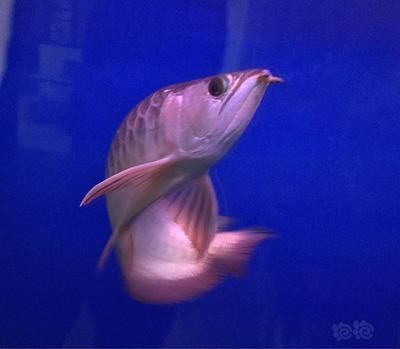 龍魚品相和介紹圖：如何挑選一條好的龍魚 龍魚品相和介紹圖：如何挑選一條好的龍魚 龍魚百科 第3張