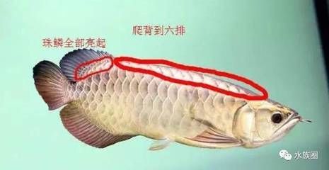 龍魚品相和介紹圖：如何挑選一條好的龍魚 龍魚品相和介紹圖：如何挑選一條好的龍魚 龍魚百科 第4張