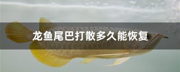 龍魚咬龍魚尾巴怎么辦：如何解決龍魚咬尾的問題 龍魚咬龍魚尾巴怎么辦：如何解決龍魚咬尾的問題 龍魚百科 第2張