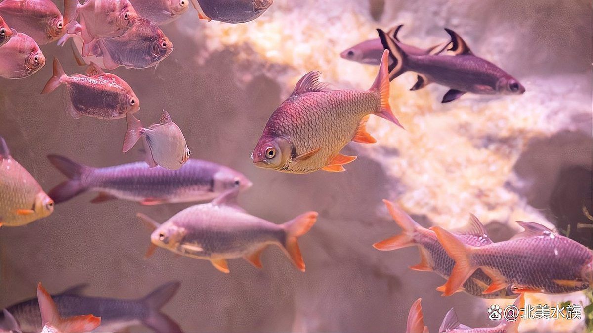 觀賞魚飼養常見問題解答